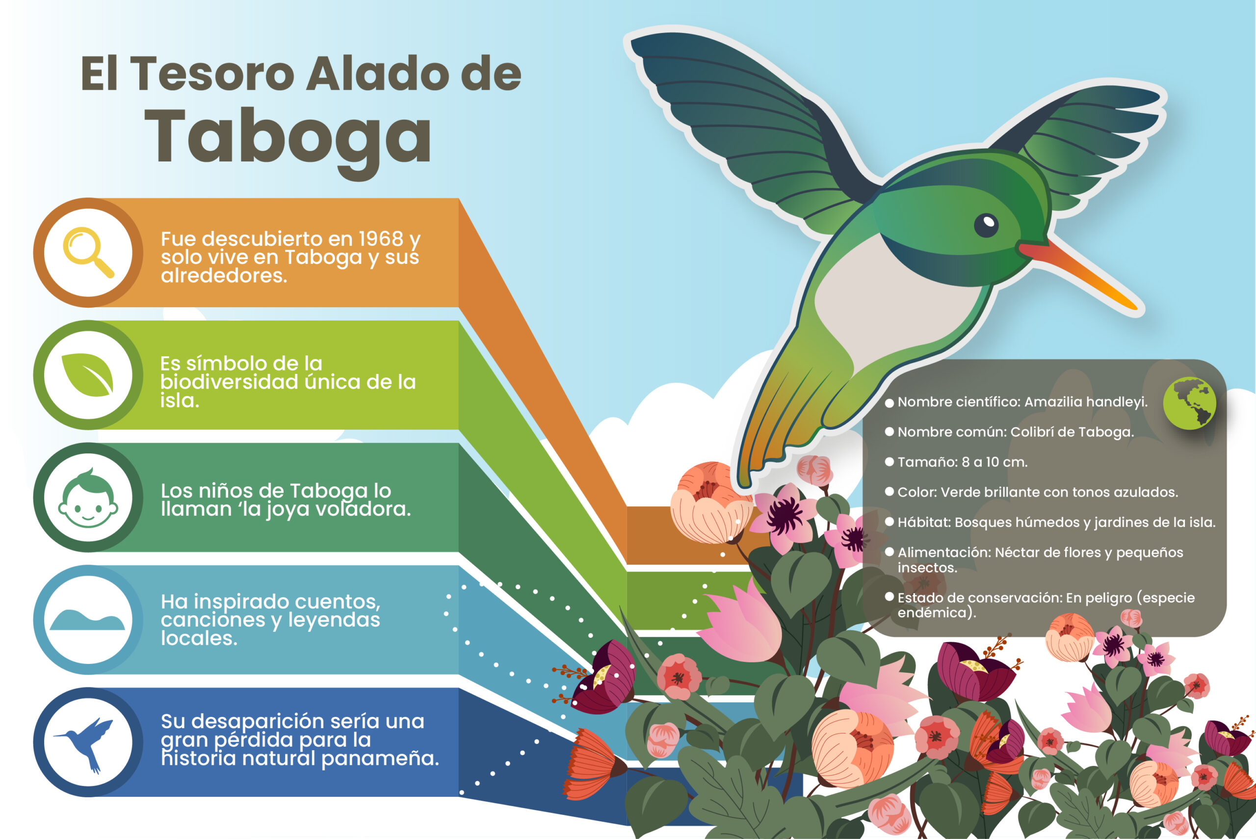 infografía de colibri