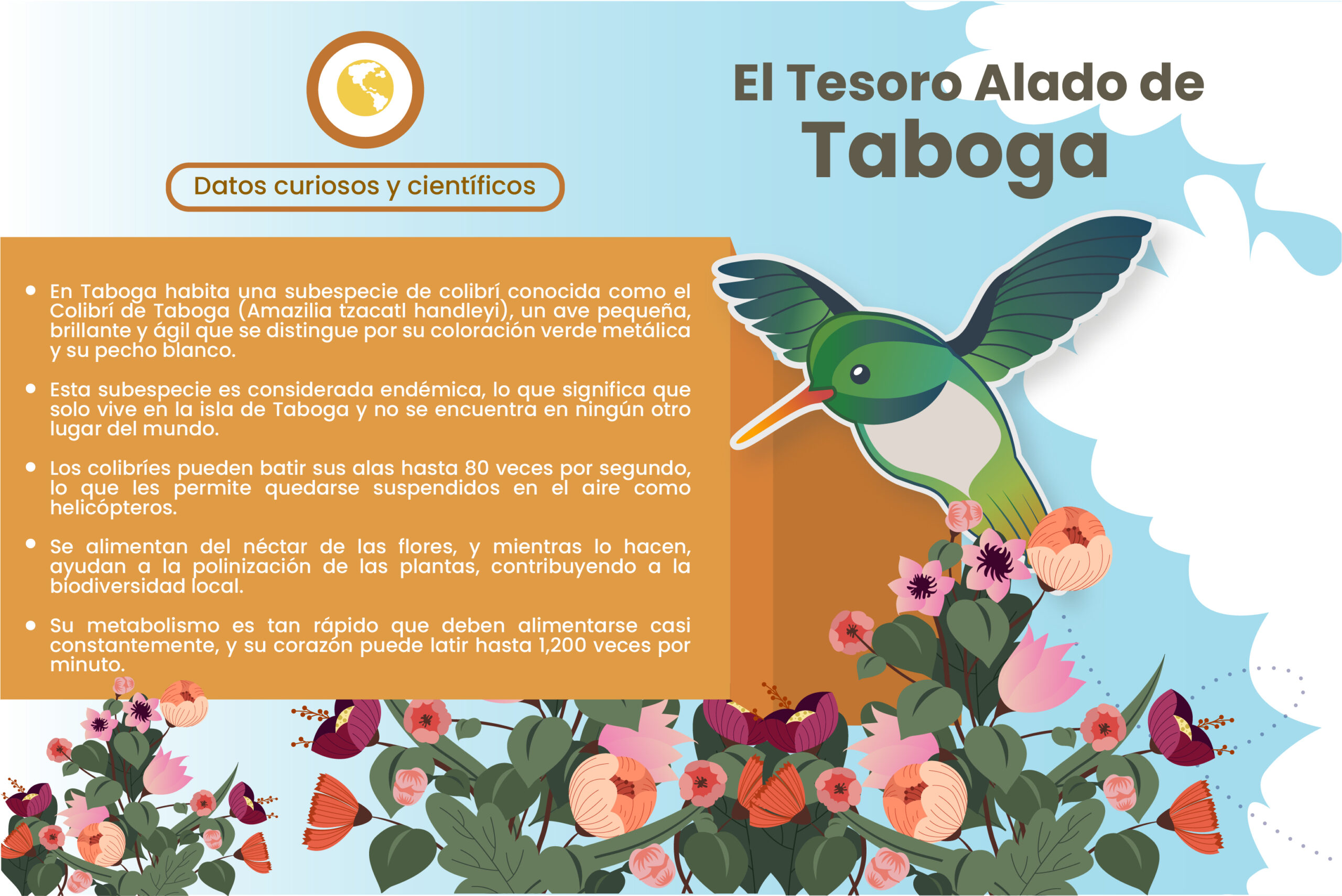 infografía de colibri3